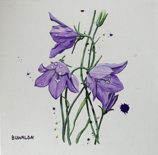 Original Painting, "Mountain Harebell", Colorado Wildflowers Series #2, 2022 SOLD