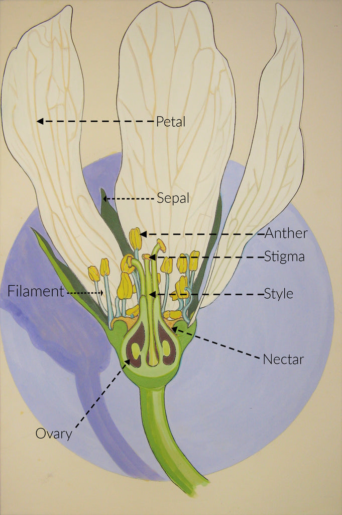 On The Art Trail with Peter Buwalda : Pollination 101