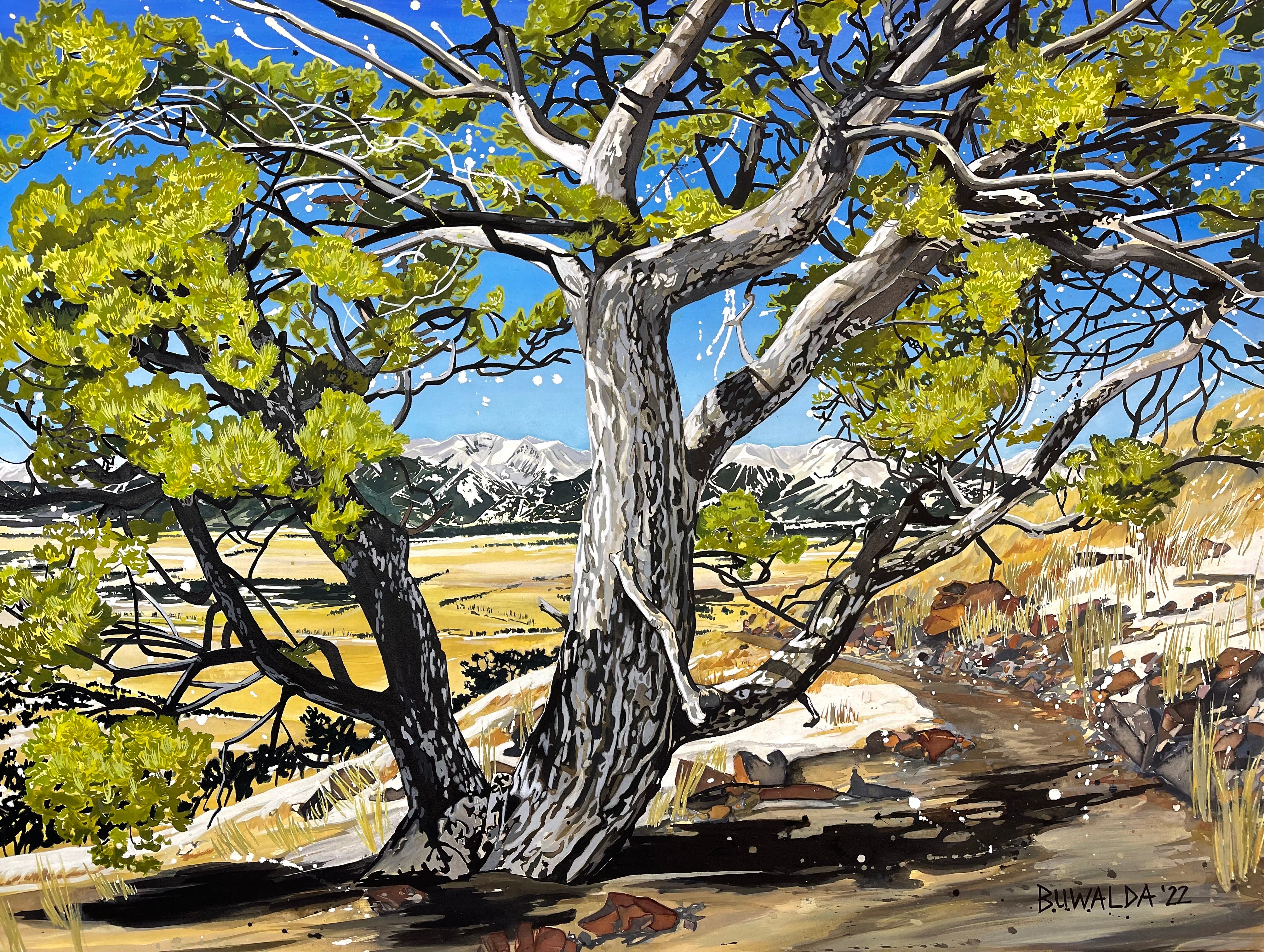 Print LARGE Colorado Tree Series "Pinyon"